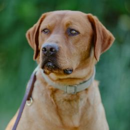 Klay - Labrador Retriever