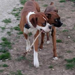 Boxer Puppies from Goodman/Pogue Boxer Babies
