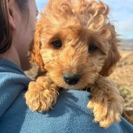 Winter - Red and white female Cockapoo puppy in Adrian, Oregon from ApplebyFarm