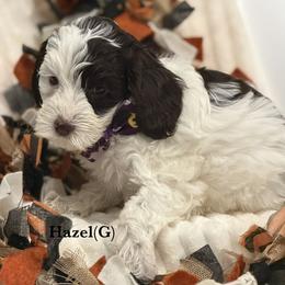 Hazel - Cream female Australian Labradoodle puppy in Citrus Heights, California from Elite Blend Labradoodles