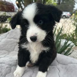 Boy 1 - Black tri male Miniature Australian Shepherd puppy in Hokes Bluff, Alabama from Alegria Toy Aussies
