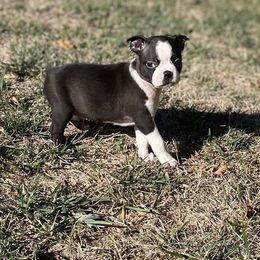 Xan - Black brindle and white male Boston Terrier puppy in Fillmore, Illinois from Wind Hill Puppies
