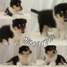 Mac(aroni) - Black white and tan male Collie puppy in Mattoon, Illinois from Gold Leaf Collies
