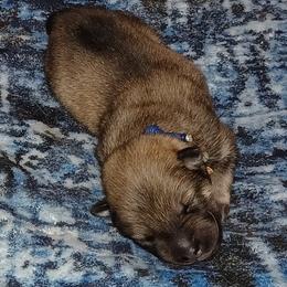 Blue Collar - Red male Eurasier puppy in Lakewood, Ohio from Exquisite Eurasier