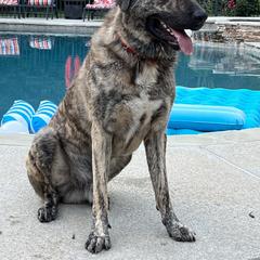 Kurt - Anatolian Shepherd Dog