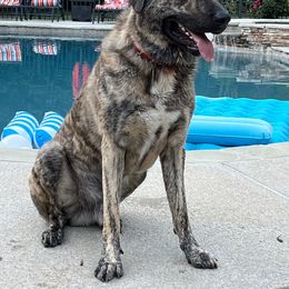 Kurt - Anatolian Shepherd Dog