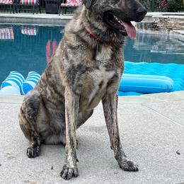 Kurt - Anatolian Shepherd Dog
