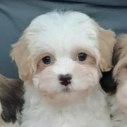 Cavachon, Cavalier King Charles Spaniel, Cavapoo, and Havanese Puppies from Peaks Pups & Cavachon Love Chocolate Cavaliers, Cavaliers, Cavachon’s, Cavapoos & Havanese