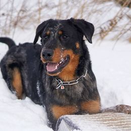Beaucerons from Oakland Beaucerons