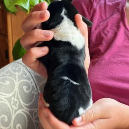 Female 2 - Black brown and white female Basset Hound puppy in Lindley, New York from Hill Top Basset Hounds & Cane Corso
