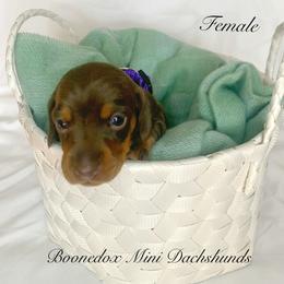 Dachshund Puppies from Marissa's Dachshunds (BooneDox Mini Dachshunds)