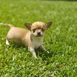 Percy - Chocolate and white male Chihuahua puppy in Gray, Louisiana from Chi Chi's Place LLC