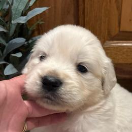 Drifty - Light golden male Golden Retriever puppy in Grant County, Indiana from On The Sunny Side Pavey Farms