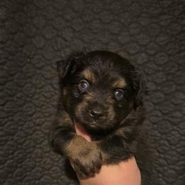 Bear jr - Black tri male Miniature Australian Shepherd puppy in Liberty, Mississippi from Liberty Oaks Aussies and Dachshunds