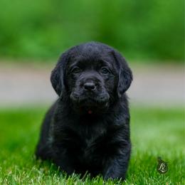 Pink Collar - Black female Labrador Retriever puppy in West Newbury, Massachusetts from Riverfront K9