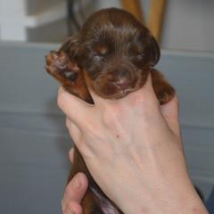 Field Spaniel Puppies from Nautica Field Spaniels