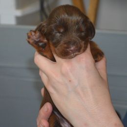 Field Spaniel Puppies from Nautica Field Spaniels