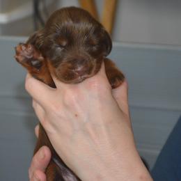 Field Spaniel Puppies from Nautica Field Spaniels