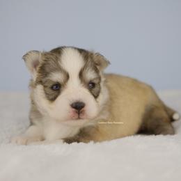 Luca - Silver male Pomsky puppy in Loxahatchee, Florida from Cardinal Point Pomskies