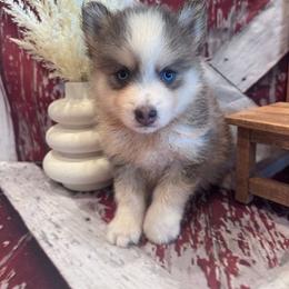 Davis - Blue male Pomsky puppy in Bucyrus, Missouri from Hill Top Pomskies
