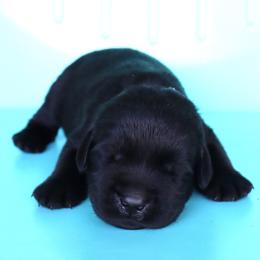 Graham - Black male Labrador Retriever puppy in Camden, Indiana from Camden's Caring Canines