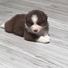 Victor (Blue) - Red tri-color male Australian Shepherd puppy in Navasota, Texas from Triple MMM Kennel