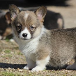 American Corgi, French Bulldog, and Pembroke Welsh Corgi Puppies from Moonstone Corgis & Frenchies