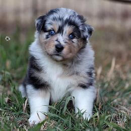 Denver - Blue merle male Australian Shepherd puppy in Olivehurst, California from Double M Aussies