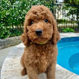 Lime green - Red  male Goldendoodle puppy in Indian Trail, North Carolina from Castleberry Doodles and Poodles