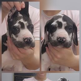 Girl 1 - Harlequin female Great Dane puppy in Longview, Texas from Lazy A Danes
