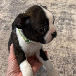Boy 2 - Black brindle and white male Boston Terrier puppy in Mc Donough, Georgia from Ballard Boston Terriers