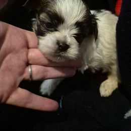 Boy 1 - Brindle male Shih Tzu puppy in Trout, Louisiana from Magnolia Farm's LLC