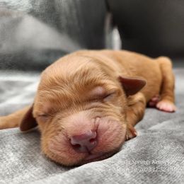 Golden Retriever Puppies from Soda Springs Kennel