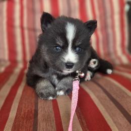 Winslow - Tri-color female Pomsky puppy in Mc Callsburg, Iowa from SZ Rolling Acres LLC