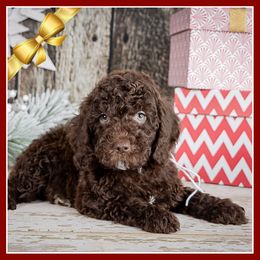 Jerri - Brown male Cockapoo puppy in Connersville, Indiana from Deaz Doodle Ranch