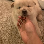 Chow Chow Puppies from Darling Chows
