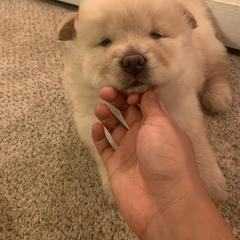 Chow Chow Puppies from Darling Chows