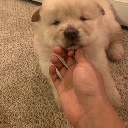 Chow Chow Puppies from Darling Chows
