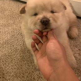 Chow Chow Puppies from Darling Chows