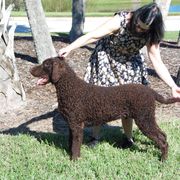 Curly-Coated Retriever All Grown Up from Kurly Kreek