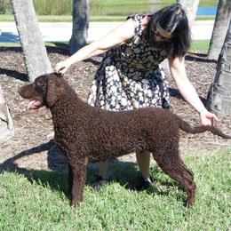 Curly-Coated Retriever All Grown Up from Kurly Kreek