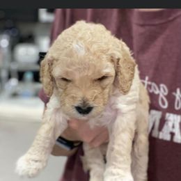 Goldendoodle Puppies from Sheffield Doodles