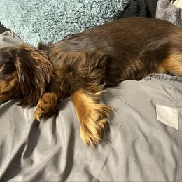 Dove - Cavalier King Charles Spaniel