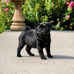 Nyx - Pug