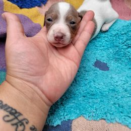 Dachshund Puppies from One Love Doxies