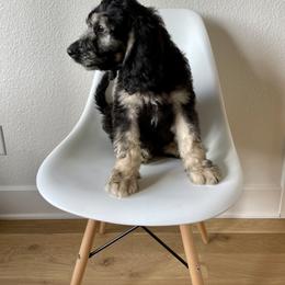 Bernedoodle Puppies from Glory Doodles