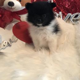 Pomeranian Puppies from Regal Poms