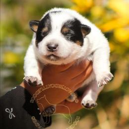 Satsuki (AKC) blue with tan - Blue speckled male Australian Cattle Dog puppy in Marana, Arizona from Impact 3rd Australian Cattle Dogs