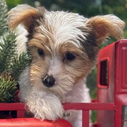 Ursula - Parti female Yorkshire Terrier puppy in Lebanon, Kentucky from Mosaic Merle Doodles