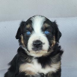 Australian Shepherd, Shichon, and Shihpoo Puppies from Pilot Hill Teddy Bear Puppies